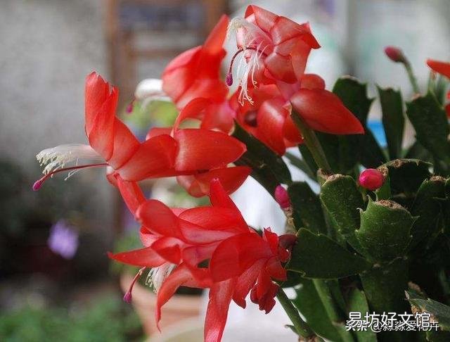刚扦插的蟹爪兰叶片发红,这是什么原因?