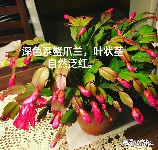 刚扦插的蟹爪兰叶片发红,这是什么原因?