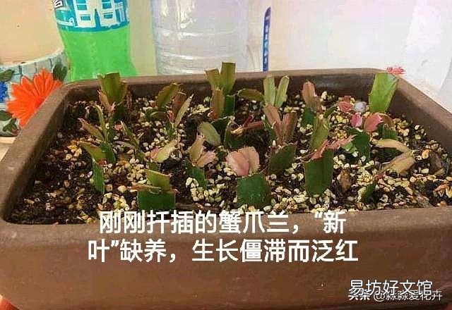 刚扦插的蟹爪兰叶片发红,这是什么原因?