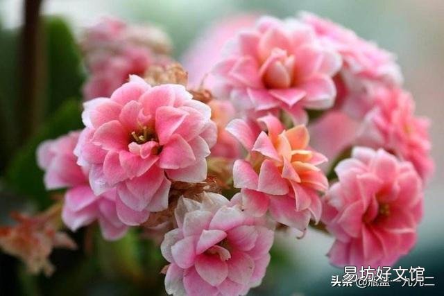 大叶红色单瓣长寿花对光照的要求很严格吗,注意什么?