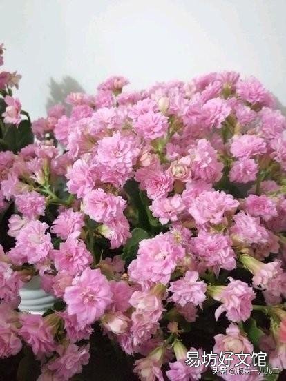 大叶红色单瓣长寿花对光照的要求很严格吗,注意什么?