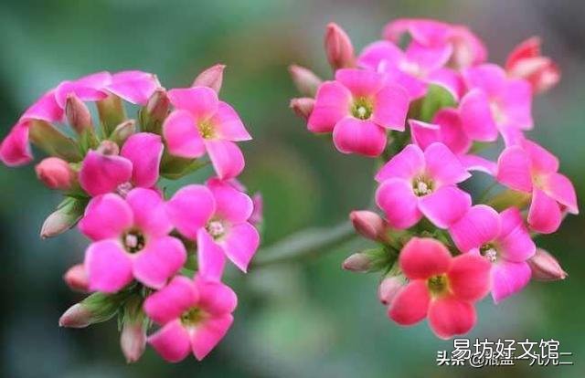 大叶红色单瓣长寿花对光照的要求很严格吗,注意什么?