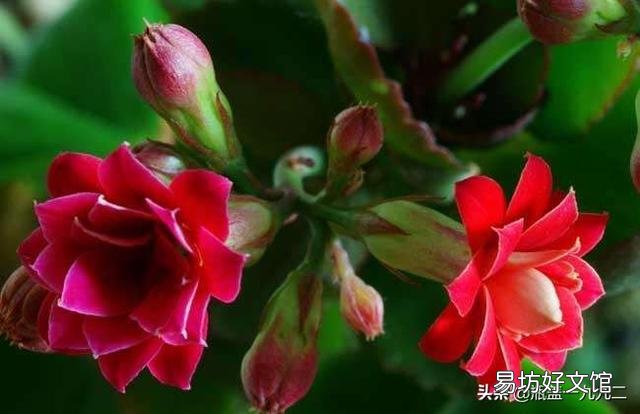 大叶红色单瓣长寿花对光照的要求很严格吗,注意什么?