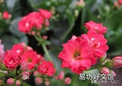 大叶红色单瓣长寿花对光照的要求很严格吗,注意什么?