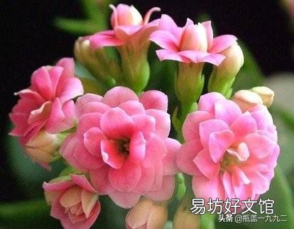 大叶红色单瓣长寿花对光照的要求很严格吗,注意什么?