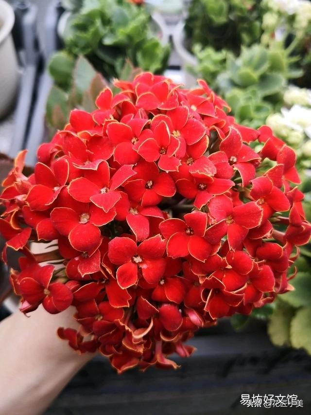 大叶红色单瓣长寿花对光照的要求很严格吗,注意什么?