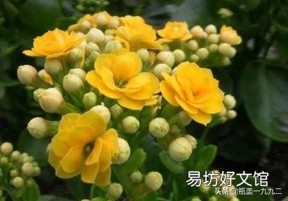 大叶红色单瓣长寿花对光照的要求很严格吗,注意什么?