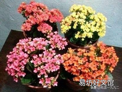 大叶红色单瓣长寿花对光照的要求很严格吗,注意什么?