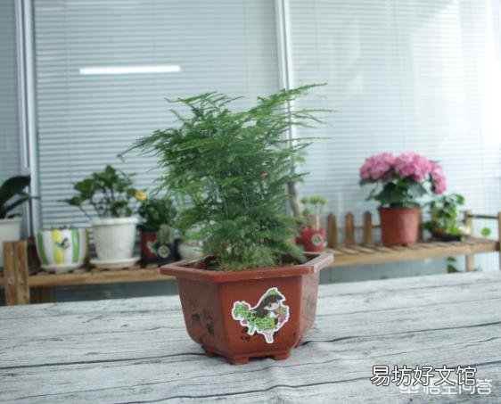 请问文竹用什么肥比较好?文竹多久施肥一次呢?