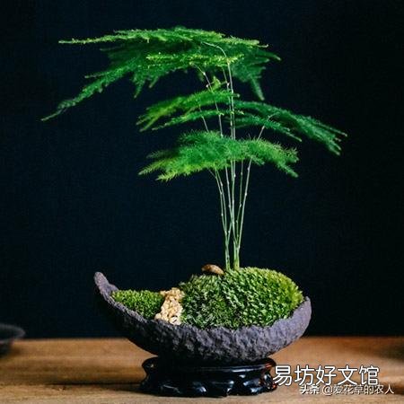请问文竹用什么肥比较好?文竹多久施肥一次呢?