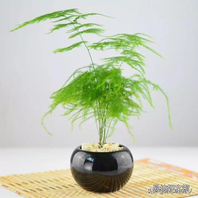 请问文竹用什么肥比较好?文竹多久施肥一次呢?