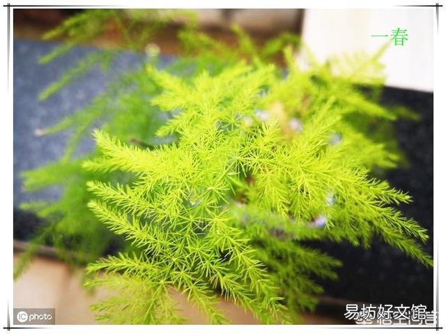 请问文竹用什么肥比较好?文竹多久施肥一次呢?