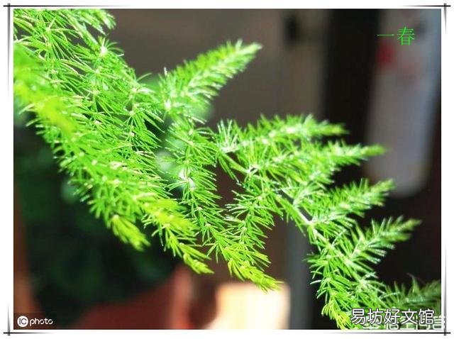 请问文竹用什么肥比较好?文竹多久施肥一次呢?