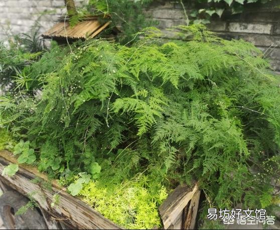 请问文竹用什么肥比较好?文竹多久施肥一次呢?