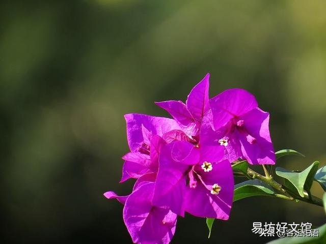 秋季三角梅老枝老桩如何扦插?