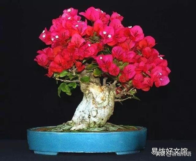 秋季三角梅老枝老桩如何扦插?