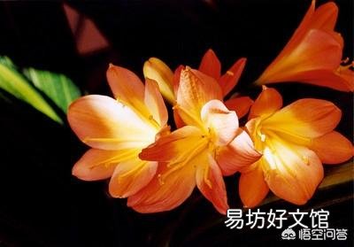 怎么催君子兰长根?