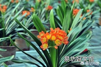 怎么催君子兰长根?