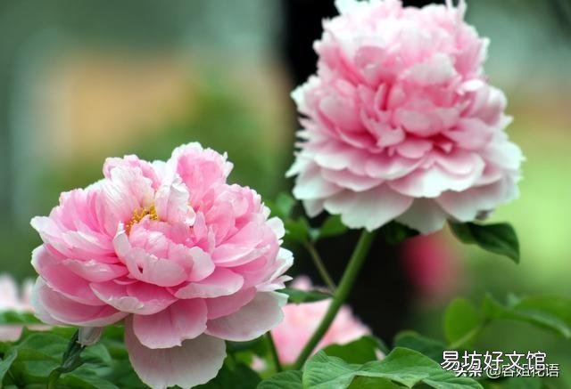 新买的牡丹刚半月,冬天怎么养护?