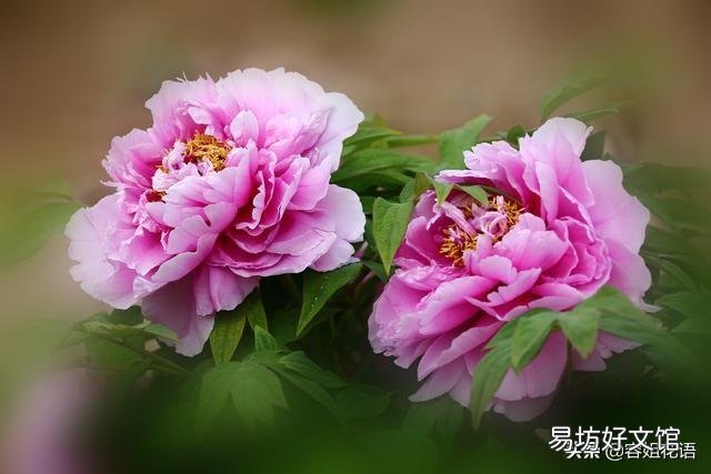 新买的牡丹刚半月,冬天怎么养护?
