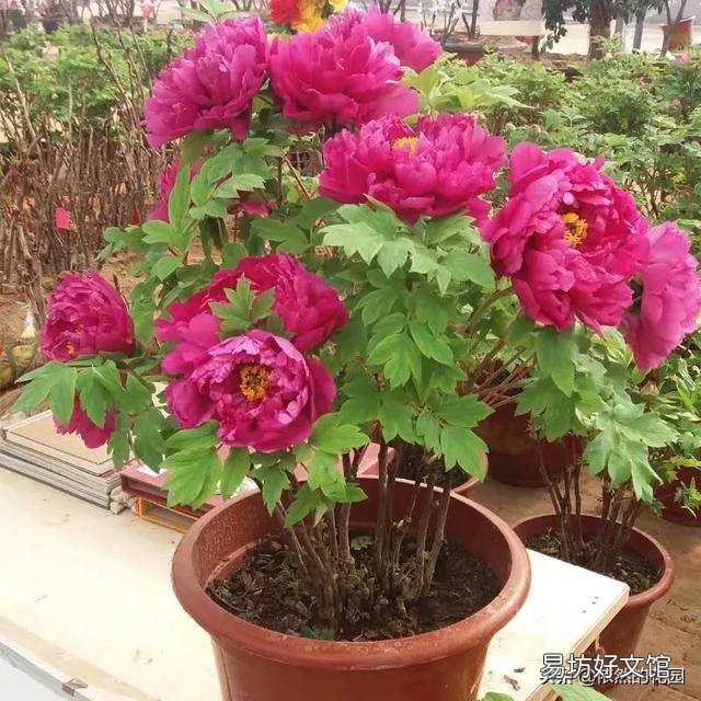 新买的牡丹刚半月,冬天怎么养护?
