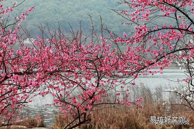 梅花长的晚多枝条不开花吗?