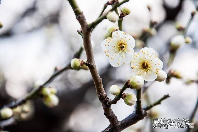 梅花长的晚多枝条不开花吗?