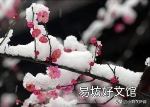 梅花长的晚多枝条不开花吗?