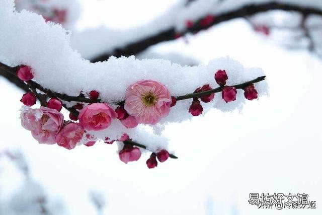 梅花长的晚多枝条不开花吗?