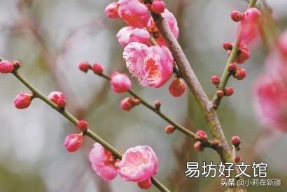 梅花长的晚多枝条不开花吗?
