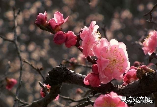 梅花长的晚多枝条不开花吗?