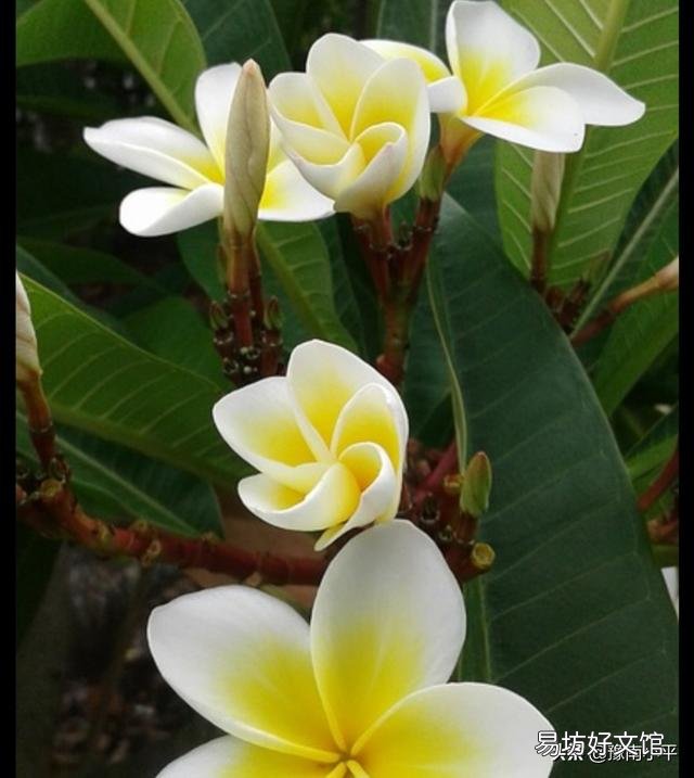 素馨花枝干叶枯怎么办?