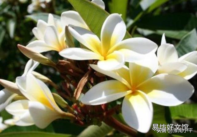 素馨花枝干叶枯怎么办?