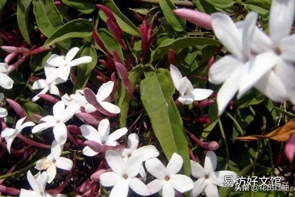 素馨花枝干叶枯怎么办?