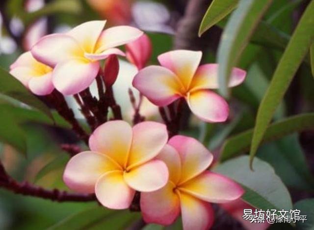 素馨花枝干叶枯怎么办?