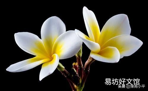 素馨花枝干叶枯怎么办?