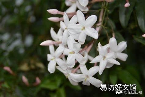 素馨花枝干叶枯怎么办?