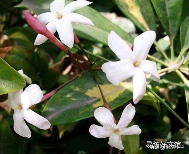 素馨花枝干叶枯怎么办?