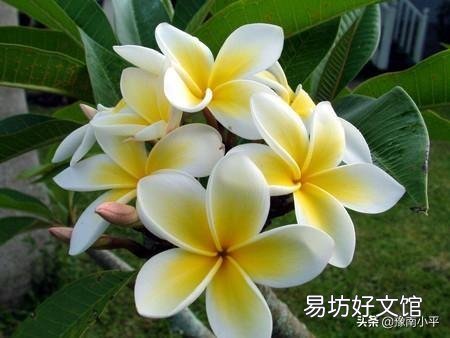 素馨花枝干叶枯怎么办?