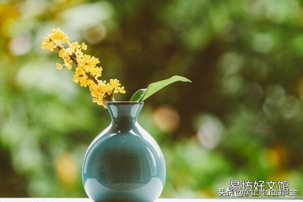 素馨花枝干叶枯怎么办?