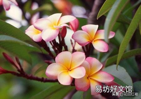 素馨花枝干叶枯怎么办?
