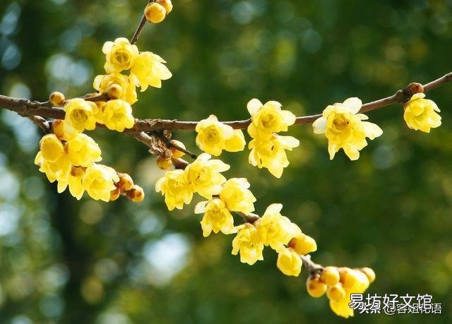 腊梅没有花苞是怎么回事儿?