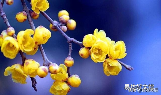 腊梅没有花苞是怎么回事儿?