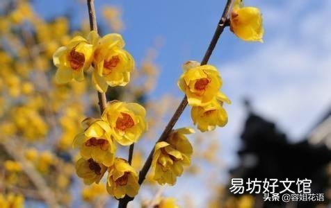 腊梅没有花苞是怎么回事儿?