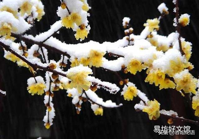 腊梅没有花苞是怎么回事儿?