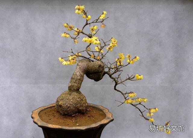 腊梅没有花苞是怎么回事儿?