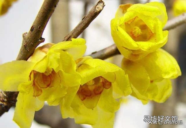 腊梅没有花苞是怎么回事儿?
