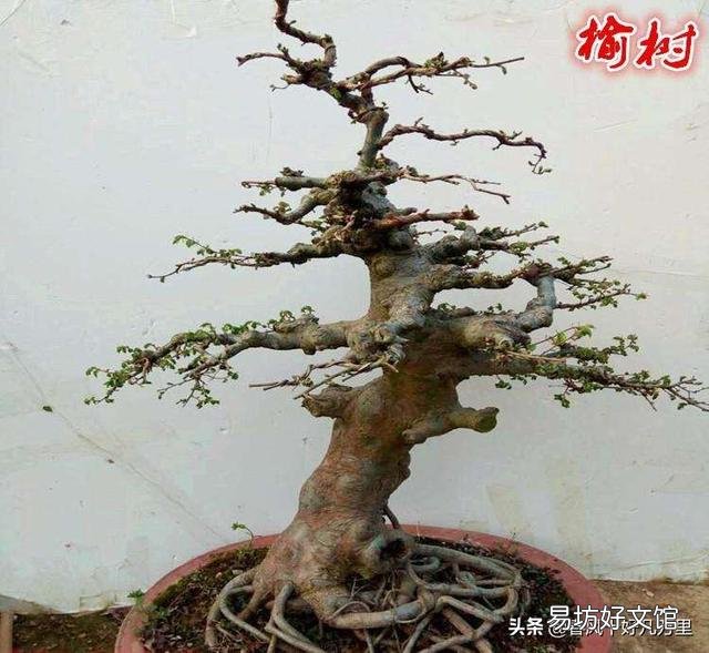 野外的老桩榆树可以冬天栽盆吗?
