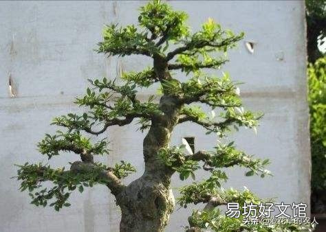 野外的老桩榆树可以冬天栽盆吗?