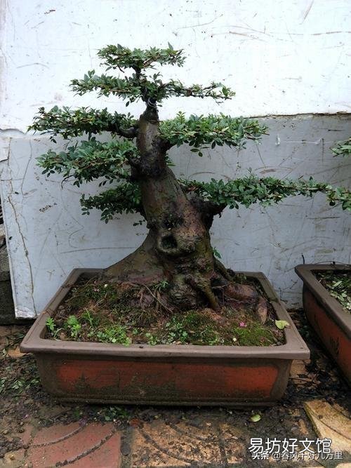 野外的老桩榆树可以冬天栽盆吗?